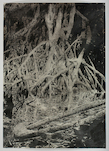 Stefan à Wengen, Nightology (Dead Canoe), 2007
